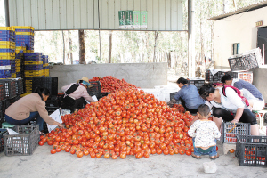 对话昆明市扶贫办主任杨凡：扶持一个村 脱贫一个村 