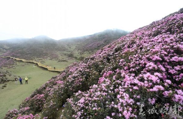 马鹿塘,杜鹃花,门票 马鹿塘,杜鹃花,门票