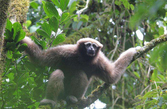 高黎贡白眉长臂猿 高黎贡白眉长臂猿