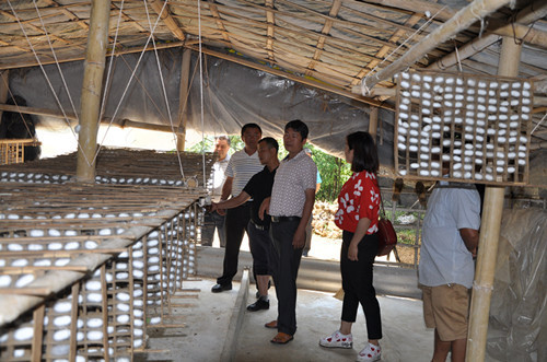 德宏陇川县农业局、县蚕桑下乡督查蚕桑项目实施情况