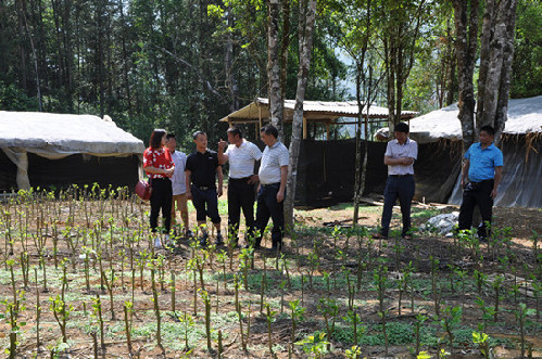 德宏陇川县农业局、县蚕桑下乡督查蚕桑项目实施情况