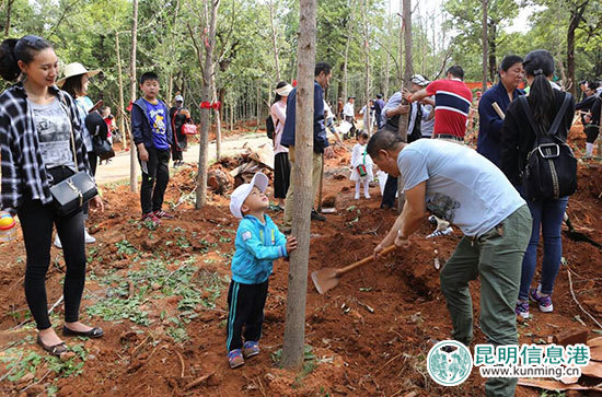 黑龙潭新植666株银杏林 与红枫搭配秋日调色盘美景