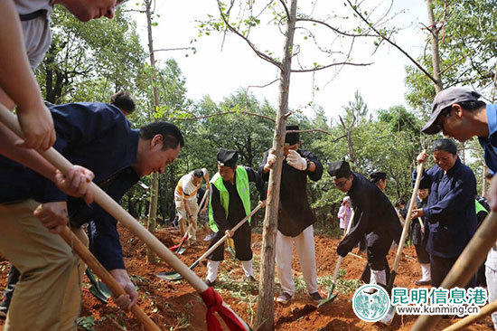 黑龙潭新植666株银杏林 与红枫搭配秋日调色盘美景