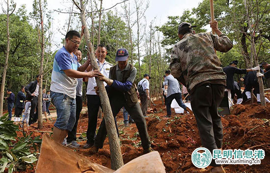 黑龙潭新植666株银杏林 与红枫搭配秋日调色盘美景