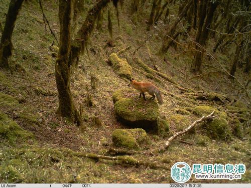 轿子山国家级自然保护区发现活体赤狐 轿子山国家级自然保护区发现活体赤狐
