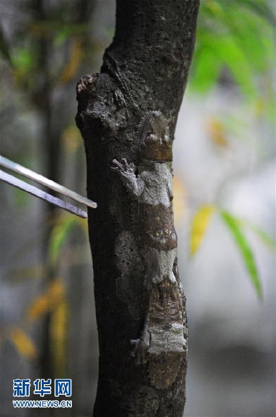 在新加坡动物园的爬行动物展区拍摄的一只叶尾壁虎