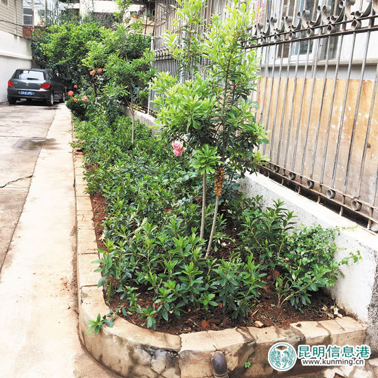 昆明市第一次“创文”模拟测评 栗树头社区拔头筹