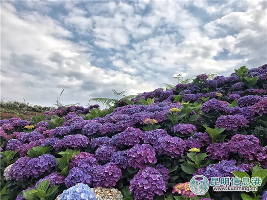 云花盛典·斗南首届花店业交流会6月30日在斗南举办