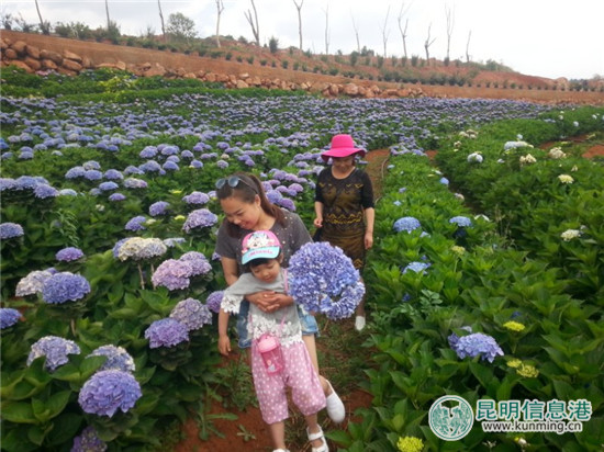 云花盛典·斗南首届花店业交流会6月30日在斗南举办