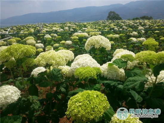 云花盛典·斗南首届花店业交流会6月30日在斗南举办