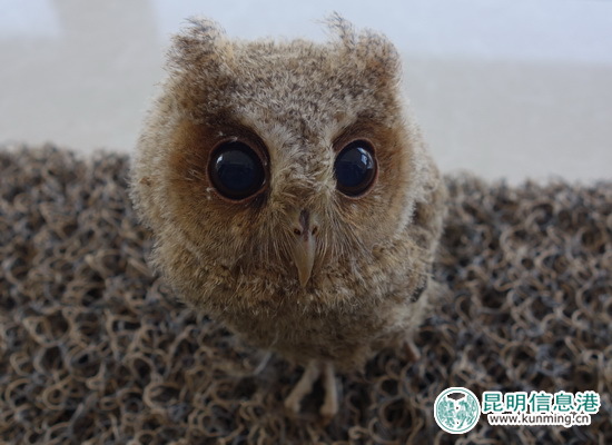 景东,领角鸮雏鸟,救助 景东,领角鸮雏鸟,救助