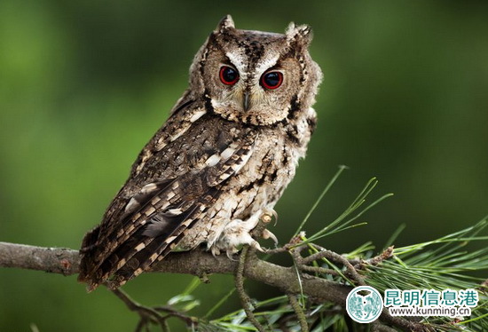景东,领角鸮雏鸟,救助 景东,领角鸮雏鸟,救助