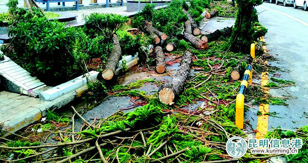 18棵南洋杉被砍金星小区住户讨说法 回应:准备栽种蓝花楹 18棵南洋杉被砍金星小区住户讨说法 回应:准备栽种蓝花楹