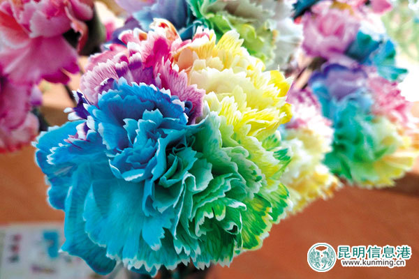 昆明国际花卉展昨开幕 3万枝花打造家居花艺