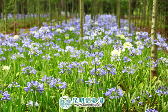 花仙子当季花卉——百子莲大道。