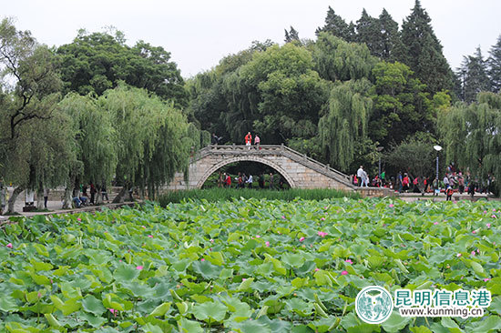 荷塘月色美不胜收 第31届全国荷花展在大观公园启幕