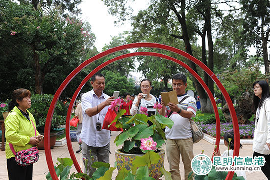 荷塘月色美不胜收 第31届全国荷花展在大观公园启幕