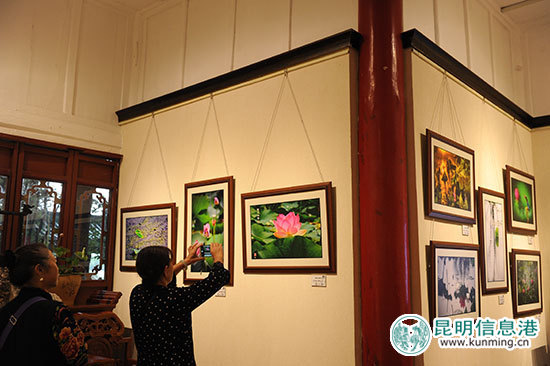 荷塘月色美不胜收 第31届全国荷花展在大观公园启幕