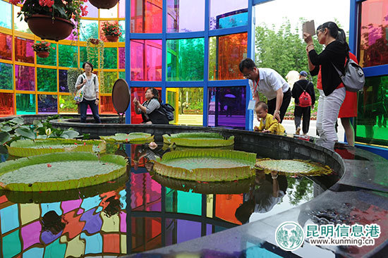 荷塘月色美不胜收 第31届全国荷花展在大观公园启幕