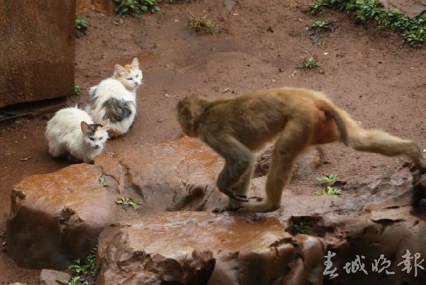 圆通山,老鼠,猫