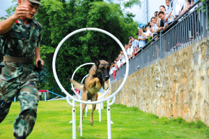 20只警犬搜到毒品800多公斤 20只警犬搜到毒品800多公斤