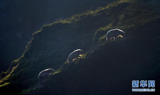 3只羚牛行走在药子梁草甸上