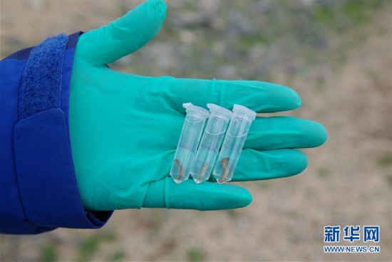 考察队成员展示在藏北草原上收集到的石蜈蚣活体