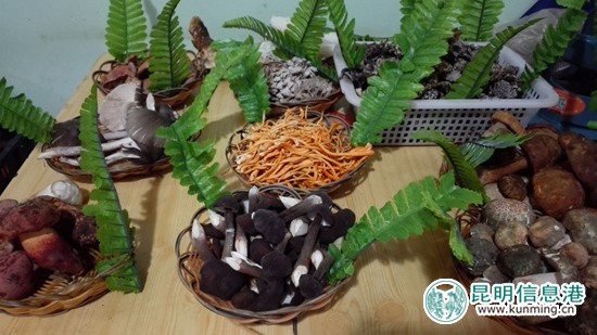 第十三届中国（云南）野生食用菌交易会将于7月20日在易门举行