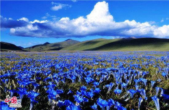 今夏避暑之选 最高温度24度的四川甘孜