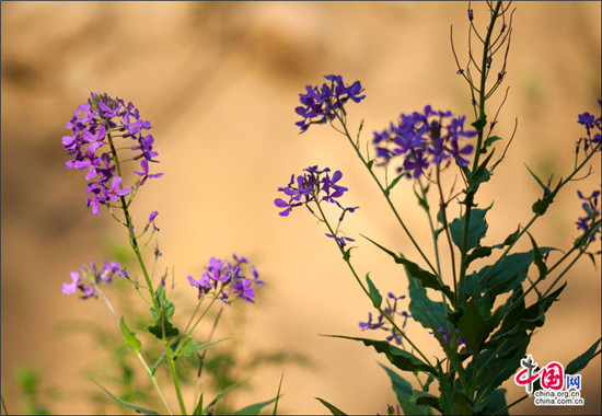 雾灵山 家庭亲子旅游不可多得的避暑胜地