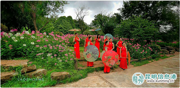 彩龙网友相约茶艺师和旗袍仙子齐聚黑龙潭 邂逅十万株醉蝶