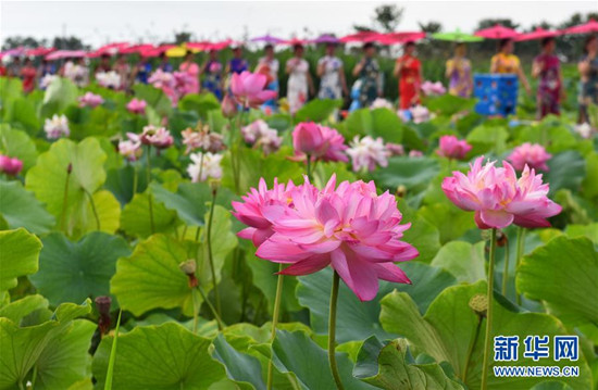 旗袍爱好者在四川省绵竹市九龙镇新龙村荷塘参加旗袍走秀 旗袍爱好者在四川省绵竹市九龙镇新龙村荷塘参加旗袍走秀