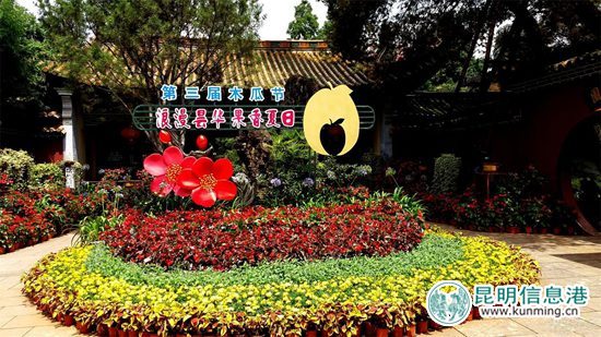 第三届昙华寺木瓜节启幕 500株木瓜树观赏采摘两相宜
