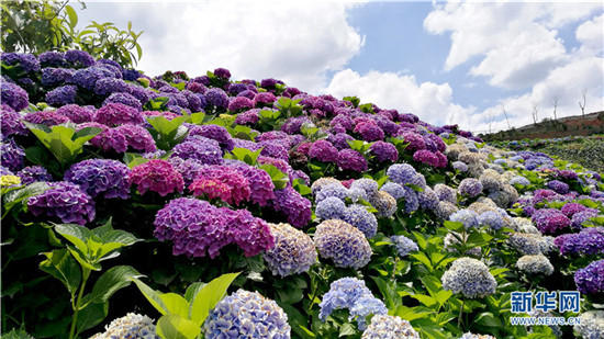 云南阳宗海绣球花绚烂绽放 云南阳宗海绣球花绚烂绽放