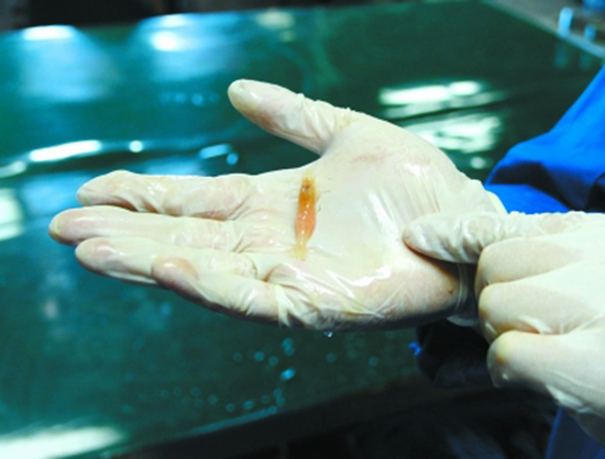 “发现”号在南海采集到大量冷泉生物 “发现”号在南海采集到大量冷泉生物