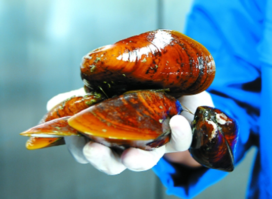 “发现”号在南海采集到大量冷泉生物 “发现”号在南海采集到大量冷泉生物