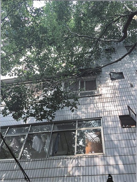 春晖小区树枝张牙舞爪伸进家 住户盼绿化部门修剪