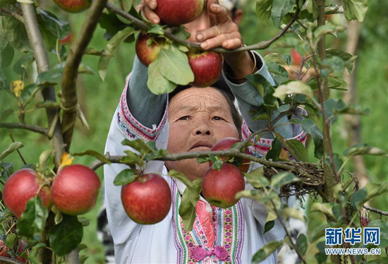 8月1日，富民县罗免镇的苗族妇女张美孝在仑禾高山生态果园摘苹果