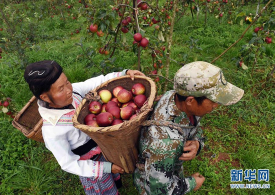 8月1日，富民县罗免镇的农民在仑禾高山生态果园装运刚摘的苹果