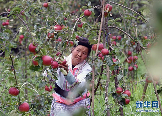 8月1日，富民县罗免镇的苗族妇女在仑禾高山生态果园摘苹果