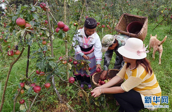 8月1日，富民县罗免镇的农民在仑禾高山生态果园摘苹果