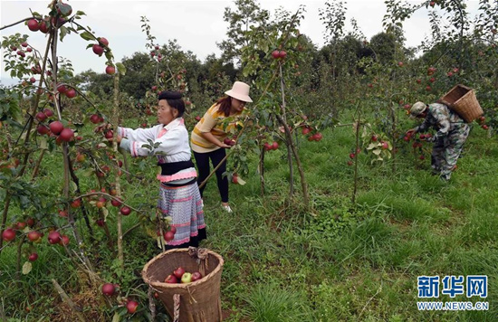 8月1日，富民县罗免镇的农民在仑禾高山生态果园摘苹果