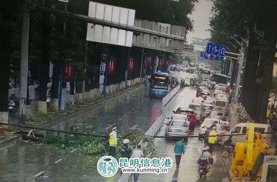 青年路人民中路叉口行道树倾倒 致青年路交通中断 青年路人民中路叉口行道树倾倒 致青年路交通中断