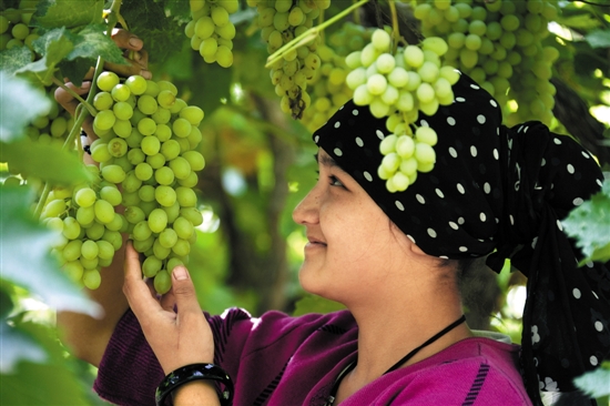 新疆吐鲁番葡萄 新疆吐鲁番葡萄