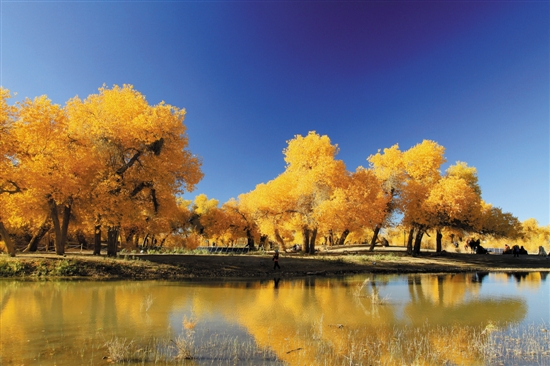 内蒙额济纳齐胡杨林 内蒙额济纳齐胡杨林