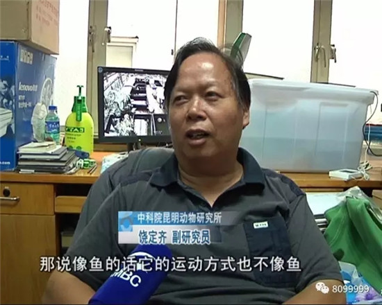 开闸泄洪后罗平一水塘现巨型'水怪' 目击者视频惊动中科院专家