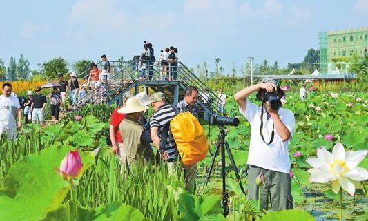 生态农业带火澄江乡村旅游