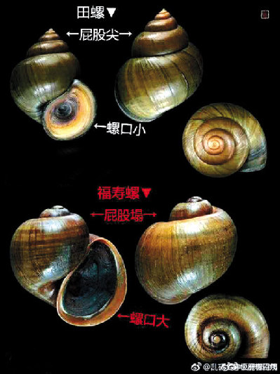 田螺和福寿螺的区别