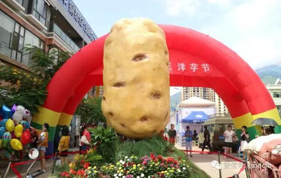 2017铜都开花洋芋节开幕 一个洋芋拍出5000元 2017铜都开花洋芋节开幕 一个洋芋拍出5000元