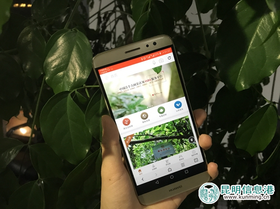 “一棵古树茶”APP页面 “一棵古树茶”APP页面